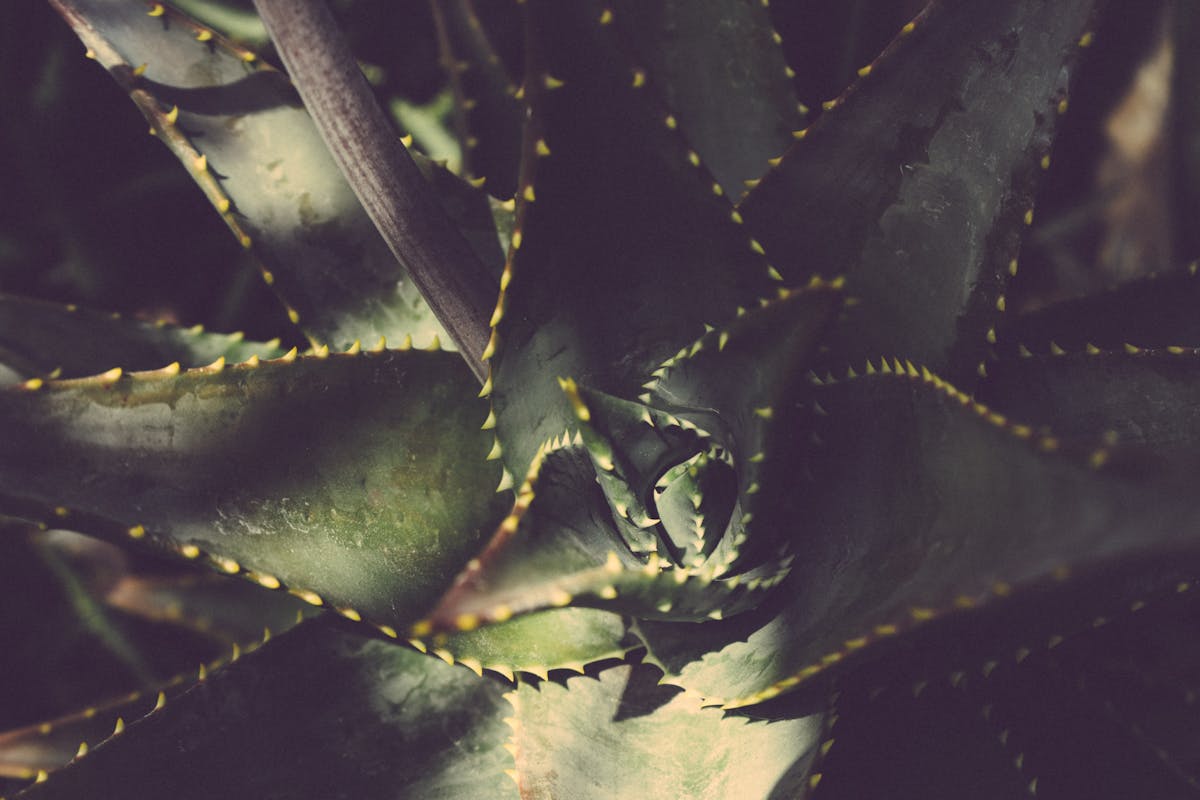 Yanıklara Ne İyi Gelir? Güneş, Sıcak Su ve Biber Yanıklarına Çözüm 1 Yanık için aloe vera
