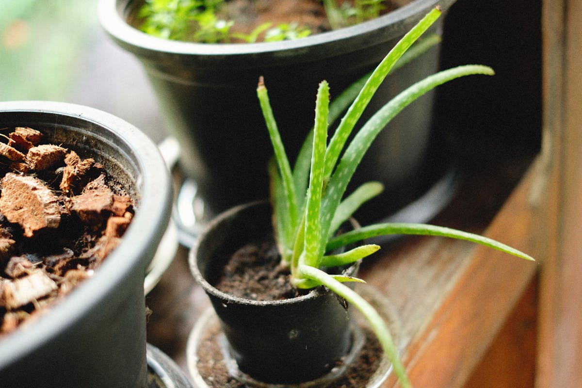 Kurdeşen için aloe