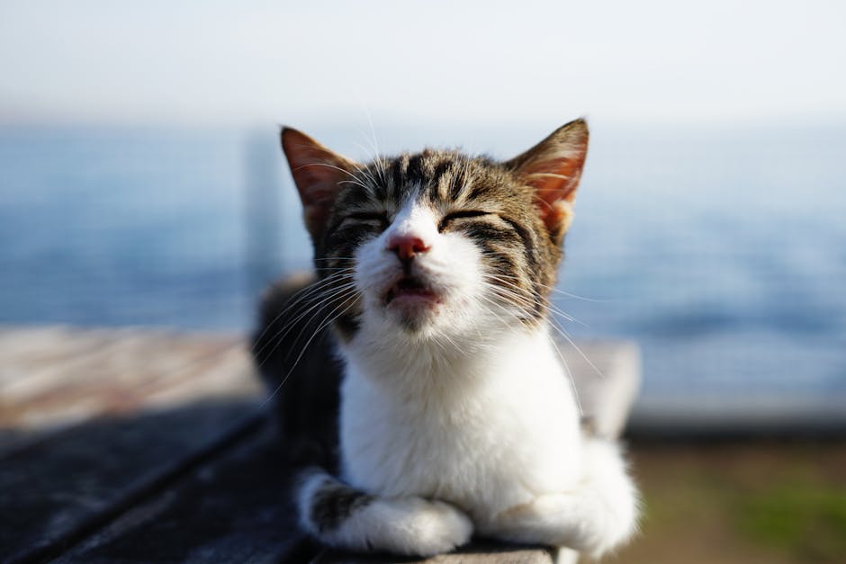 Güneş Yanığına Ne İyi Gelir? Cilt Tahrişine Karşı Doğal Çözümler 2 Adorable cat with eyes closed relaxing by the waterfront on a sunny day.