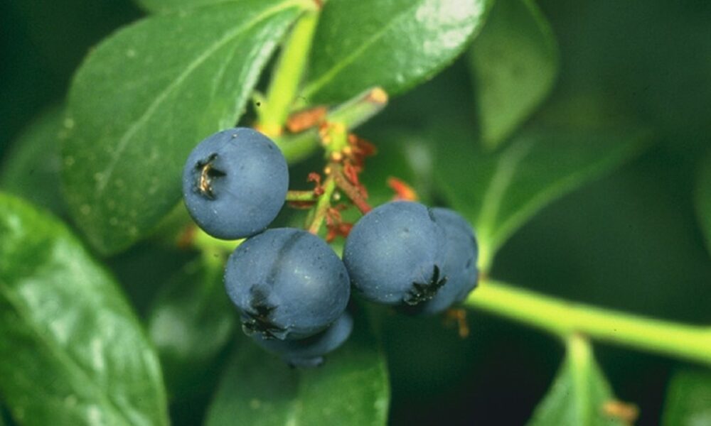 Yaban Mersini Faydaları: Antioksidan İçeriği ve Sağlığa Etkileri Yaban mersini blueberry meyve antioksidan