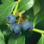 Yaban mersini blueberry meyve antioksidan