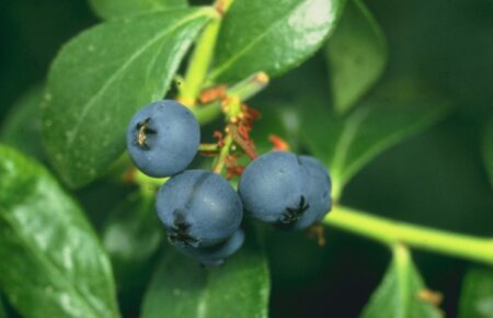 Yaban mersini blueberry meyve antioksidan