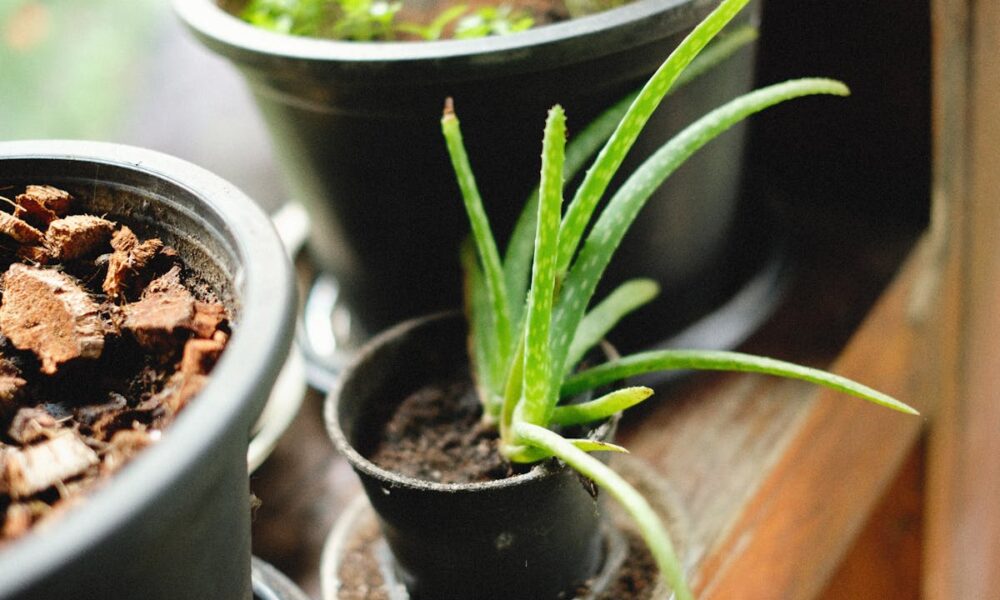 Yanıklara Ne İyi Gelir? Güneş, Sıcak Su ve Biber Yanıklarına Çözüm Yanıklar için aloe vera