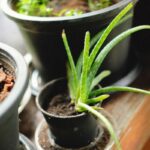 Yanıklara Ne İyi Gelir? Güneş, Sıcak Su ve Biber Yanıklarına Çözüm Yanıklar için aloe vera