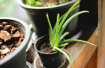Yanıklar için aloe vera