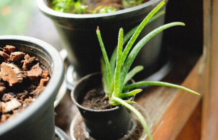 Yanıklar için aloe vera