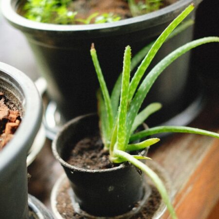 Yanıklar için aloe vera